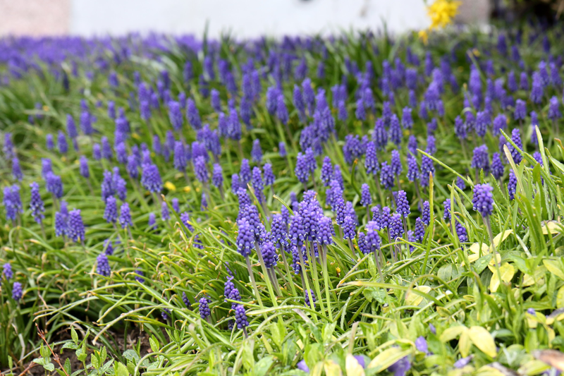 Illustration for article titled Pics from the Curbside: 2018-04-08 from Langara Gardens